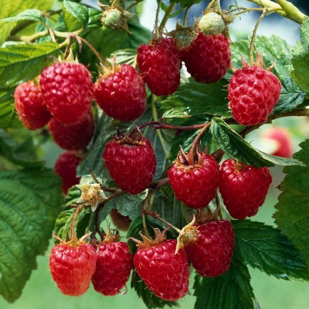 Zmeur remontant productiv Angel (Rubus idaeus), fructe rosii mari, productie dubla, tufis viguros pentru gradina, 3 pe rod...