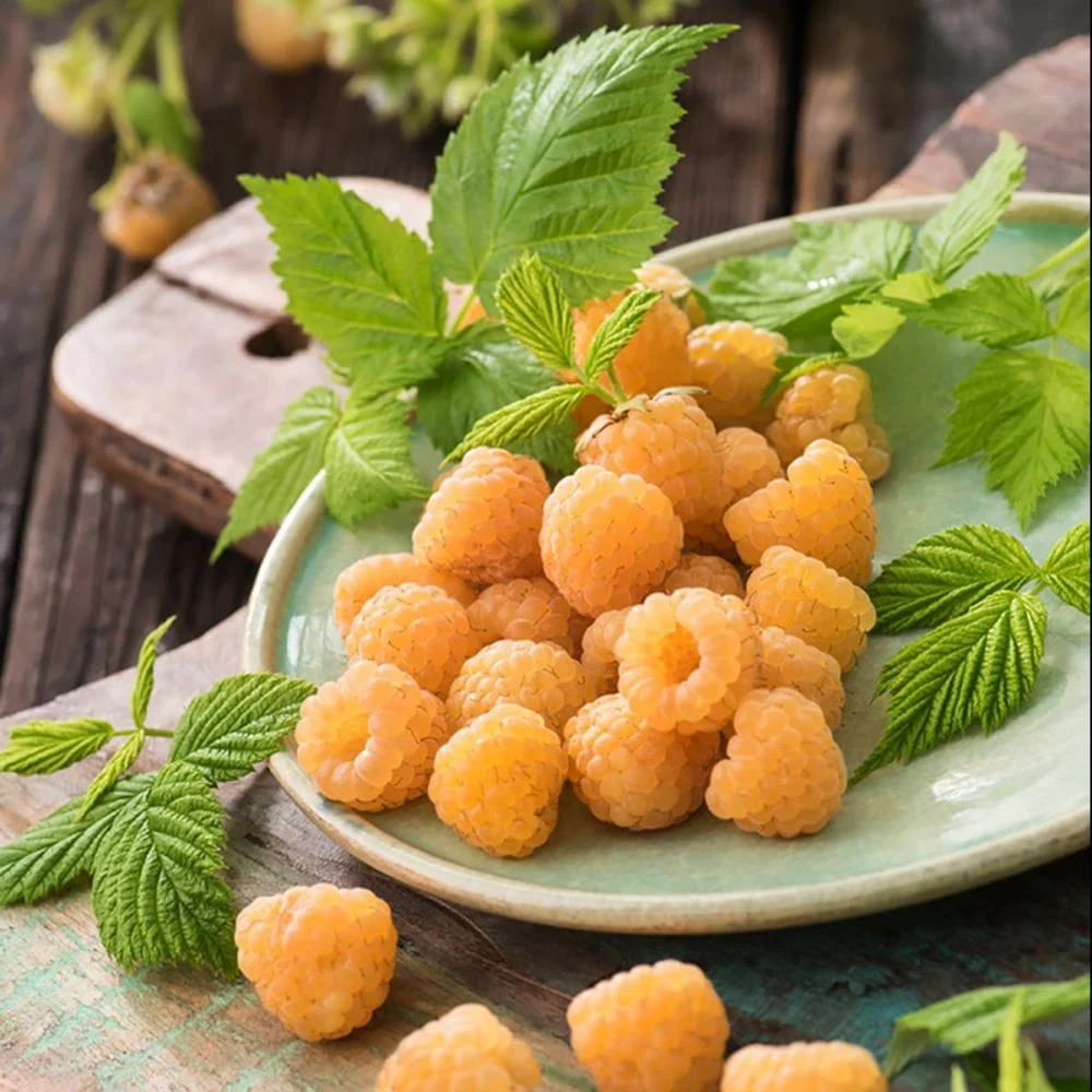 Zmeur - Rubus idaeus 'Golden Everest'