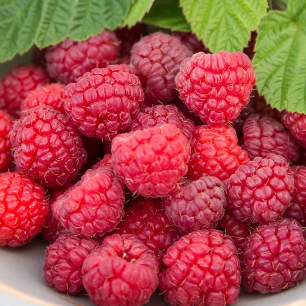 Zmeur - Rubus idaeus 'Meeker' (sezon recoltare lung)
