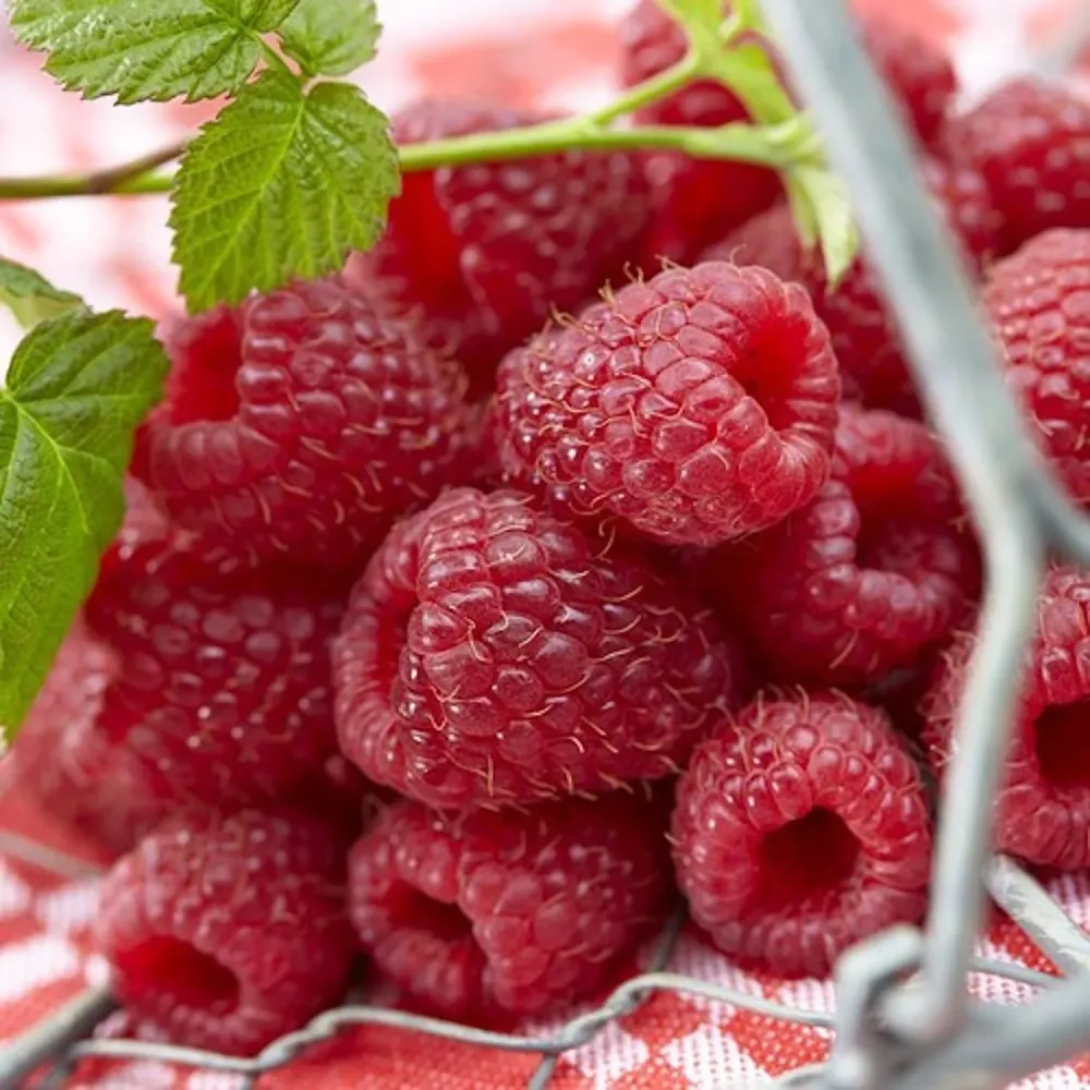 Zmeur - Rubus idaeus 'Schonemann'