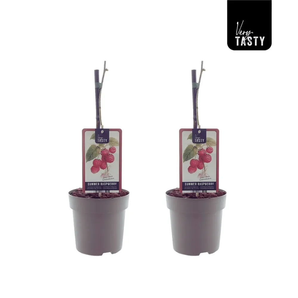 Zmeur - Rubus idaeus 'Schonemann' D15