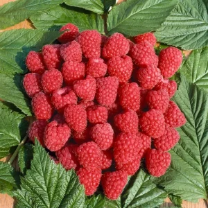 Zmeur - Rubus idaeus 'Tulameen' (Zmeur de vara)