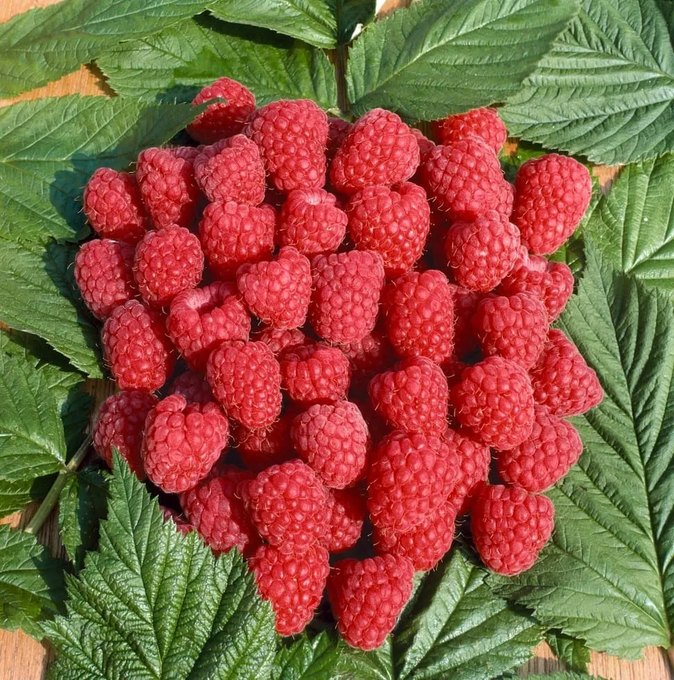 Zmeur - Rubus idaeus 'Tulameen' (Zmeur de vara)