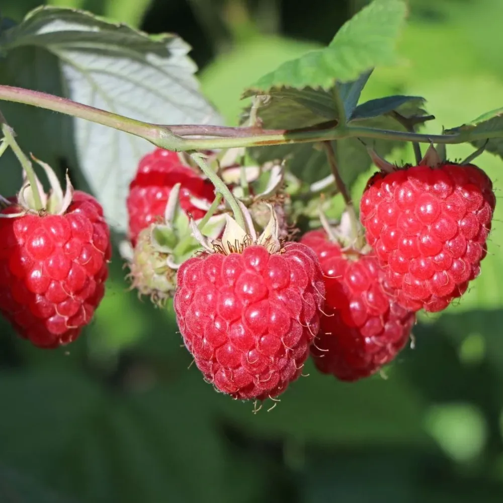 Zmeur timpuriu foarte productiv - Rubus idealus 'Glen Ample'