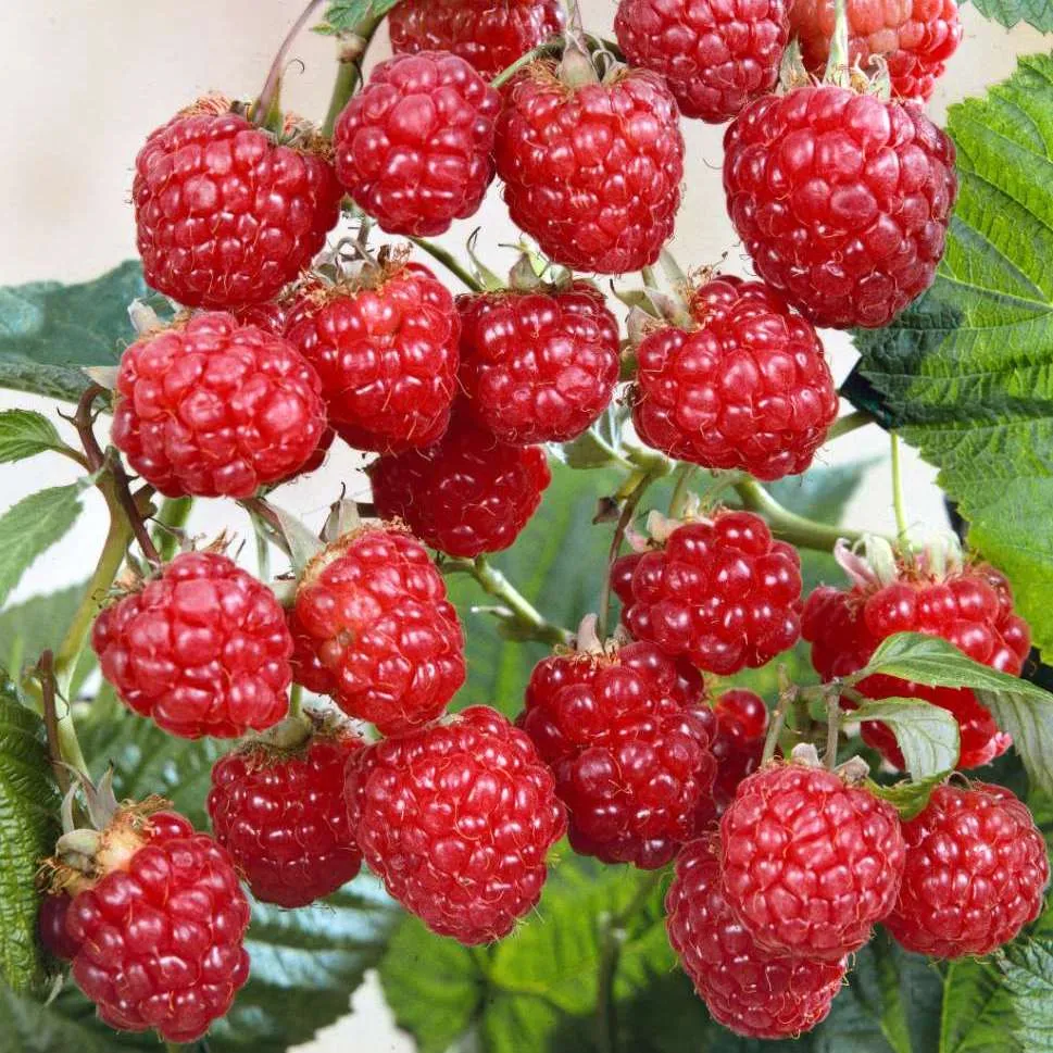 Zmeur timpuriu foarte productiv - Rubus idealus 'Glen Ample'