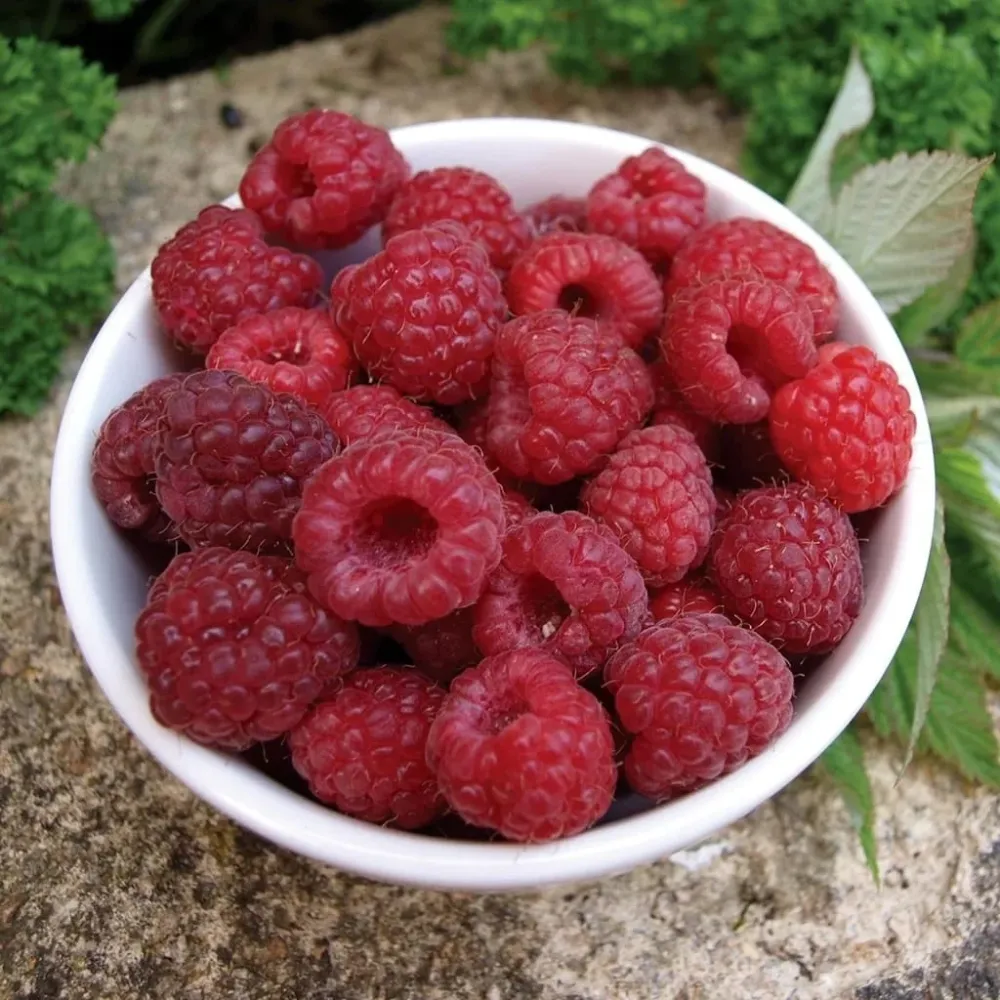 Zmeur timpuriu, productiv si aromat - Rubus idaeus 'Willamette'