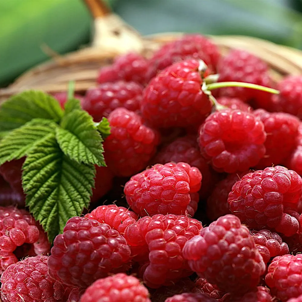 Zmeur timpuriu cu productivitate constanta - Rubus Idaeus 'Malling Promise'