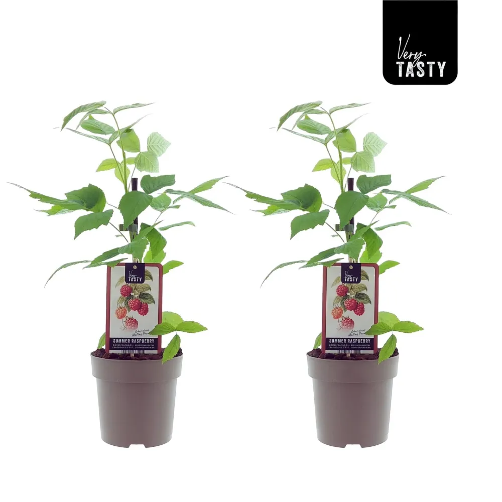 Zmeur timpuriu cu productivitate constanta - Rubus Idaeus 'Malling Promise'