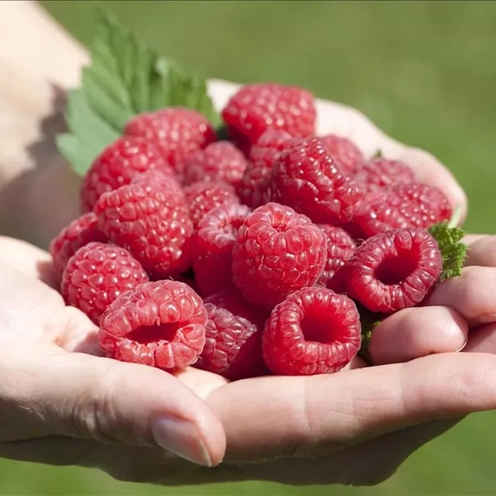 Zmeur de toamna foarte aromat - Rubus idaeus 'Autumn Chef' (cultura biologica)