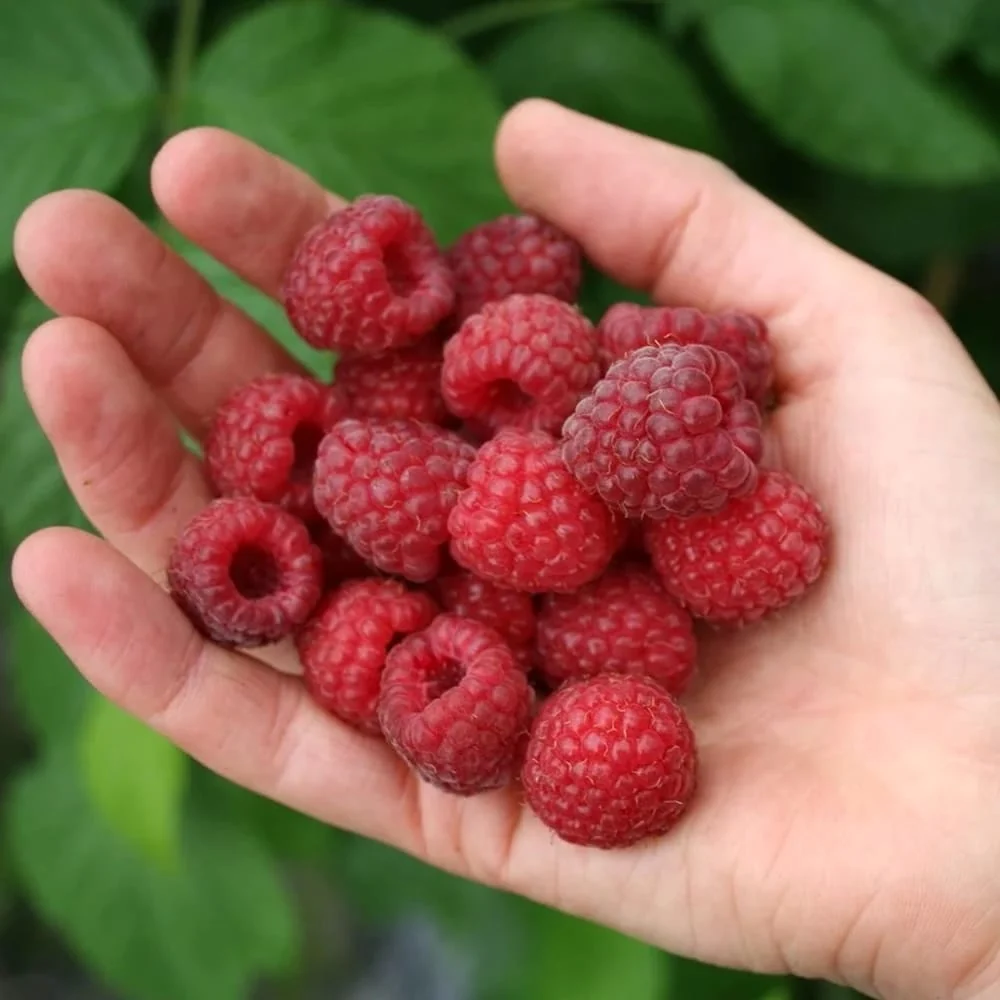 Zmeur de vara performant - Rubus idaeus 'Sanibelle' (cultura biologica)