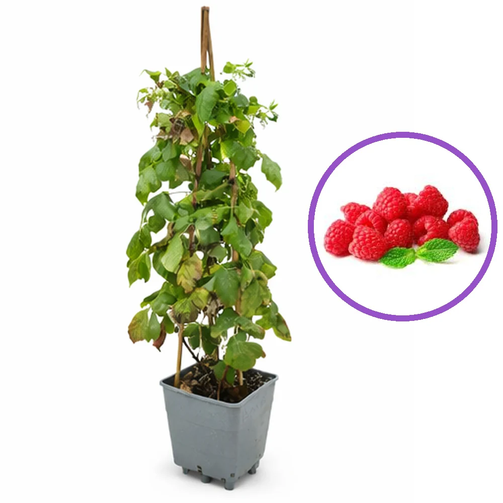 Zmeur Wonder (Rubus idaeus), soi productiv, remontant, fructe rosii mari, productie foarte mare, 3 pe rod, 160-180 cm inal...