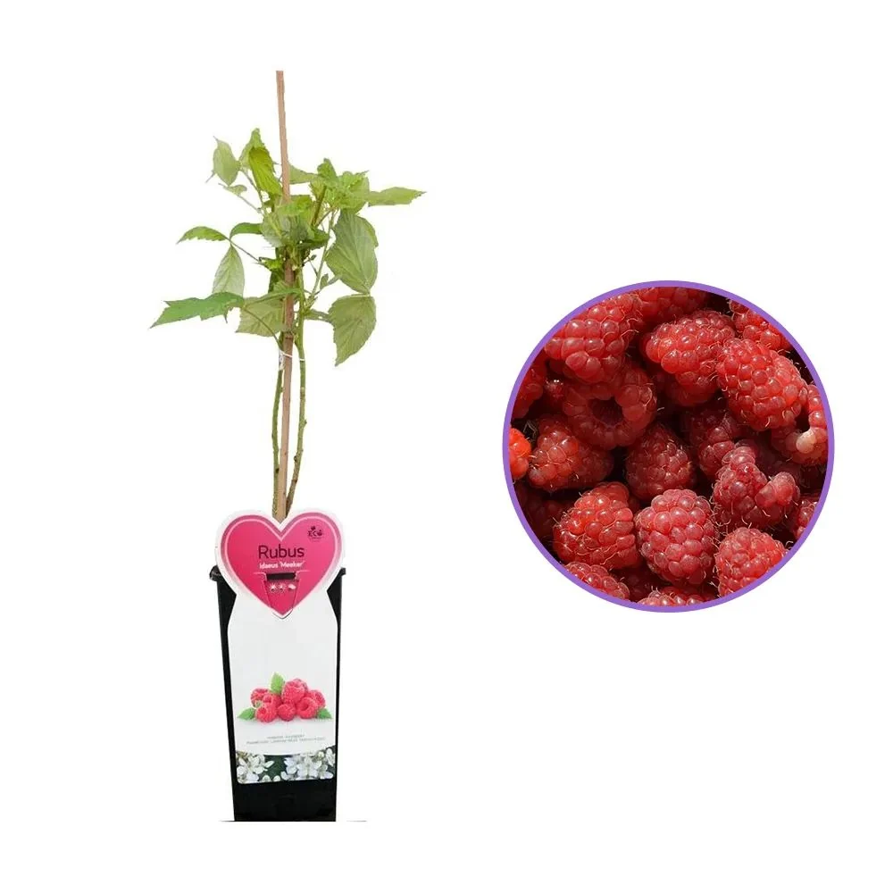 Zmeura Meeker cu fructe dulci si ferme, ideala pentru gradina si congelare, 1 pe rod