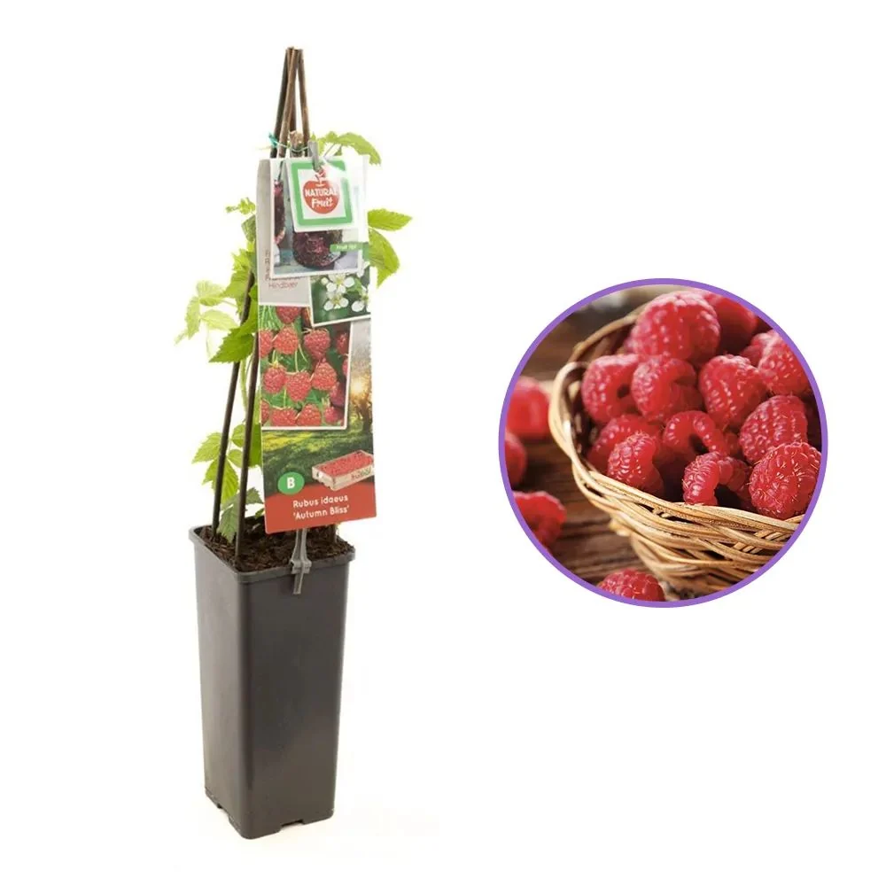 Zmeura remontanta Autumn Bliss timpurie si rezistenta cu fructificare prelungita, 1 pe rod