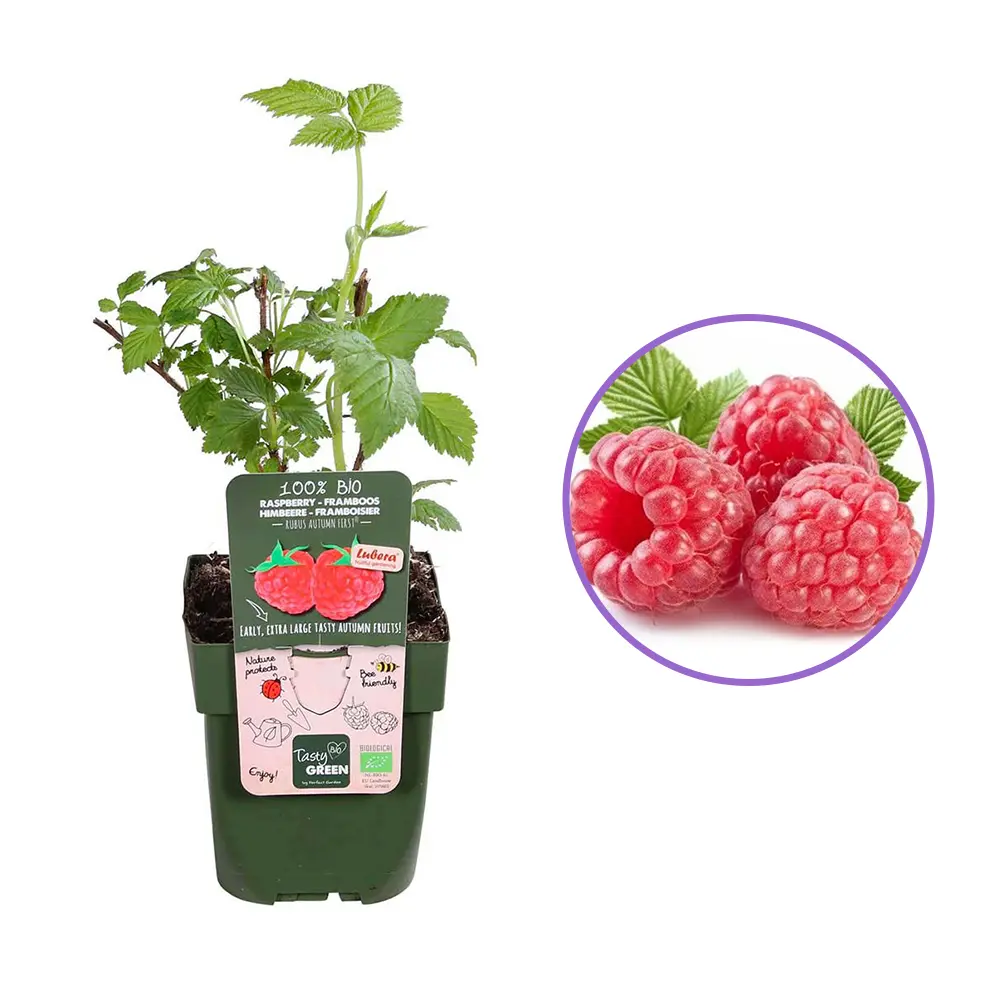 Zmeura remontanta Autumn First timpurie si productiva cu fructificare vara-toamna, 1 pe rod