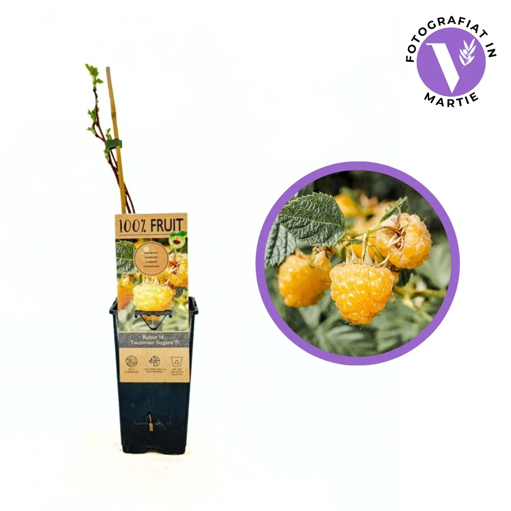 Zmeura remontanta galbena curgatoare Sugana Yellow cu aroma delicata si productie ridicata, 1 pe rod