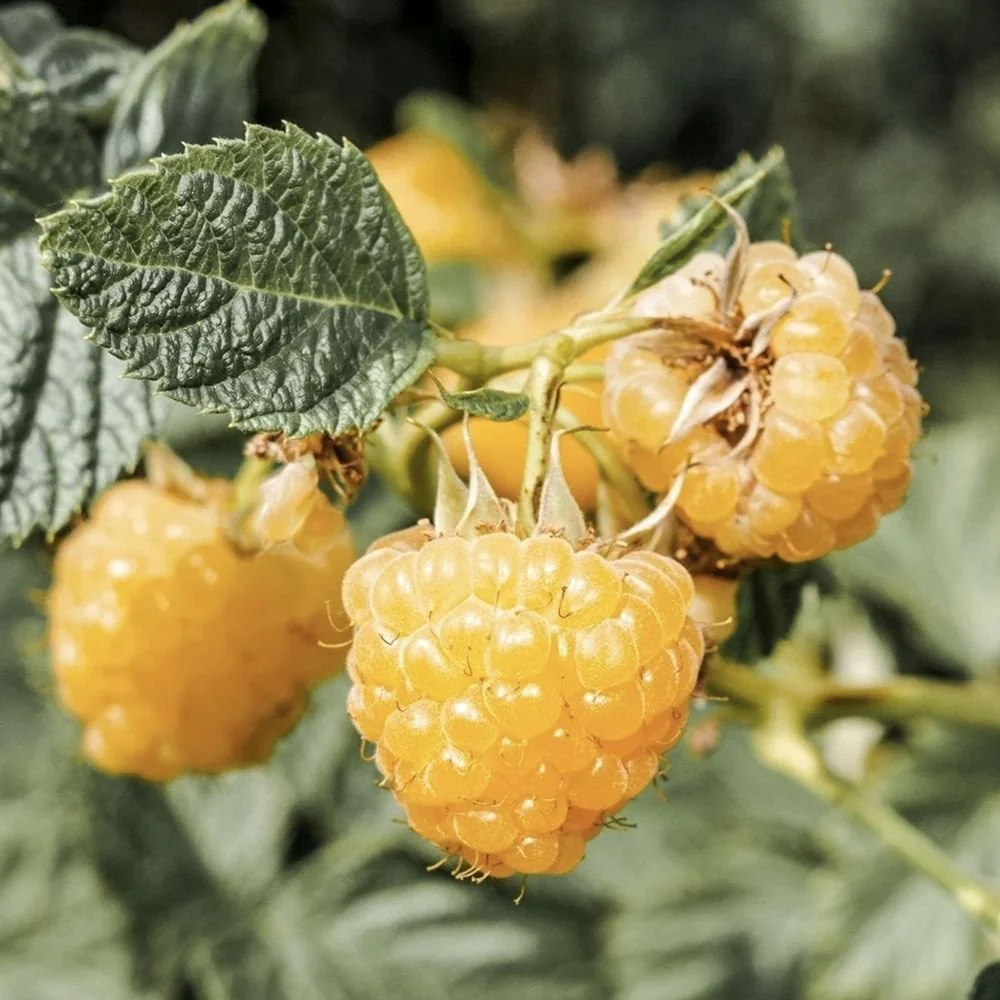 Zmeura remontanta galbena curgatoare Sugana Yellow cu aroma delicata si productie ridicata, 1 pe rod