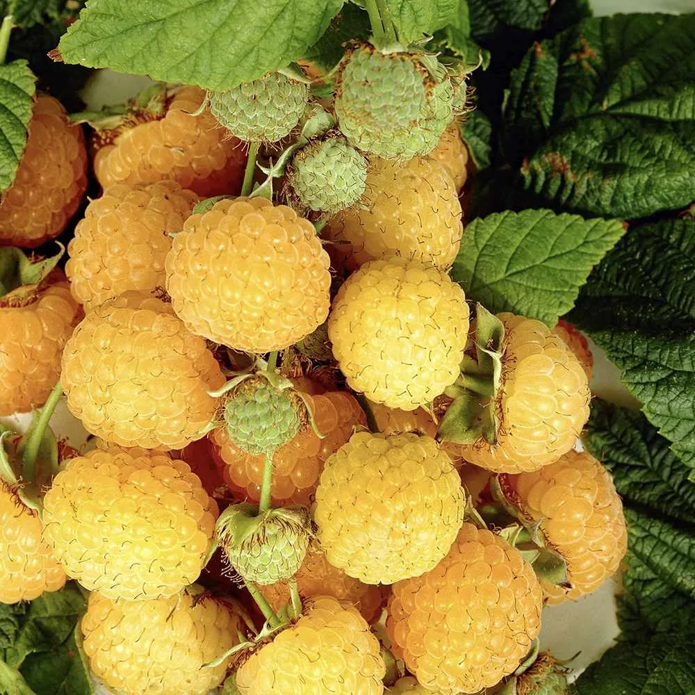 Zmeura remontanta galbena curgatoare Sugana Yellow cu aroma delicata si productie ridicata, 1 pe rod