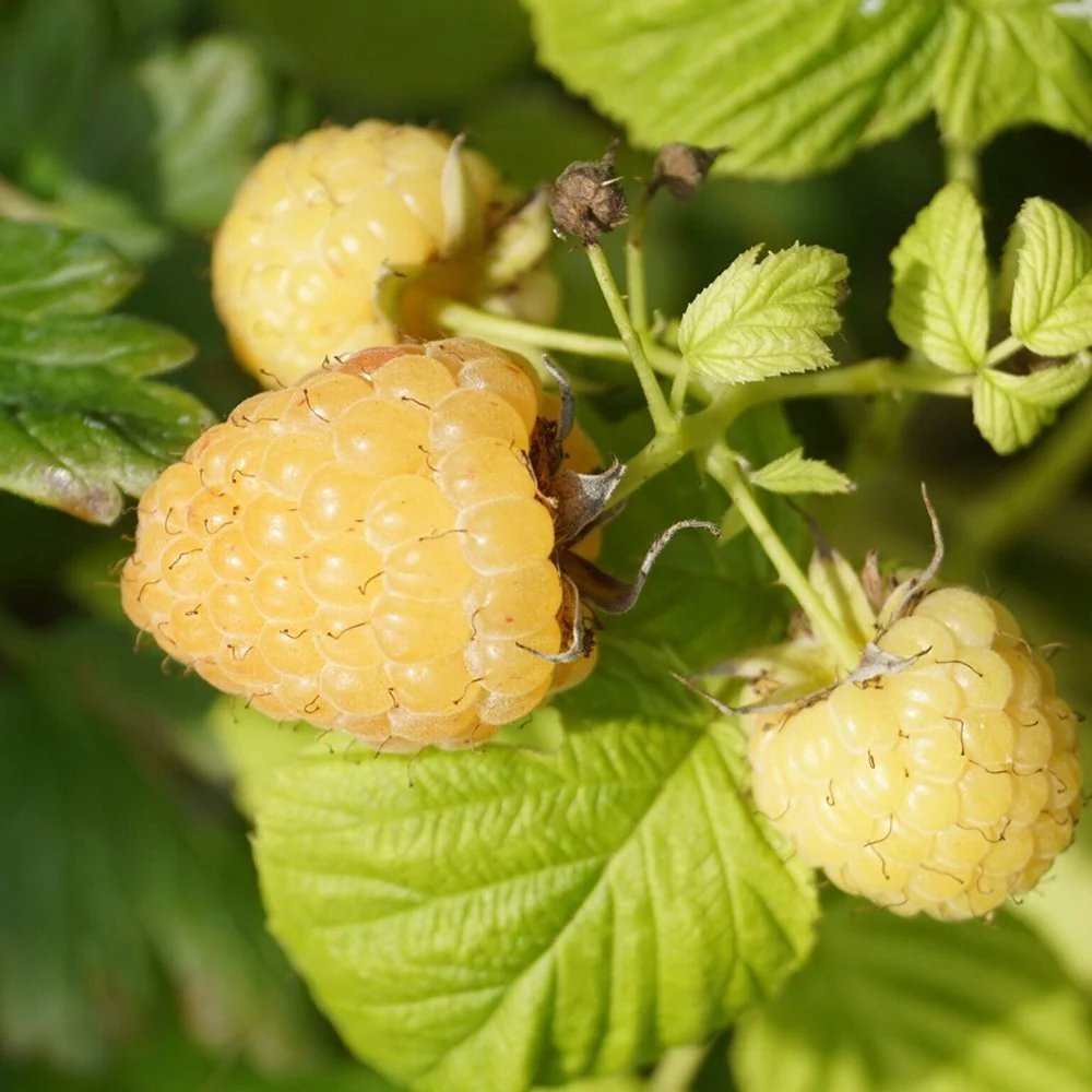 Zmeura remontanta galbena curgatoare Sugana Yellow cu aroma delicata si productie ridicata, 1 pe rod