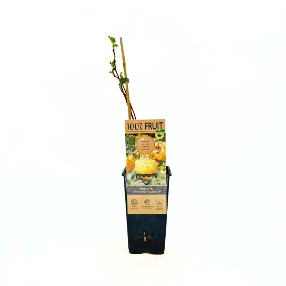 Zmeura remontanta galbena curgatoare Sugana Yellow cu aroma delicata si productie ridicata, 1 pe rod