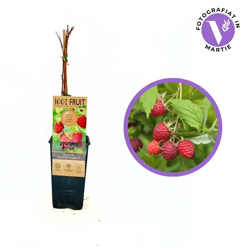Zmeura remontanta rosie curgatoare Sugana Red timpurie si foarte productiva, 1 pe rod