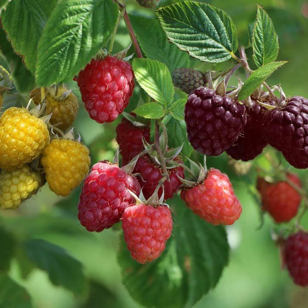 Zmeura Rosu TRIO (Rubus Idaeus), trei soiuri diferite de zmeura intr-un singur arbust, rosu, galben si negru, 1 pe rod