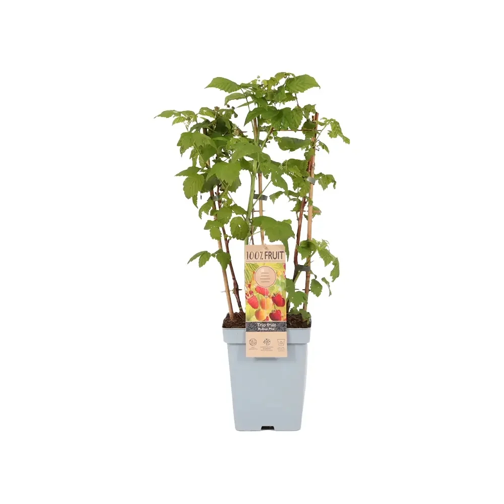 Zmeura Rosu TRIO (Rubus Idaeus), trei soiuri diferite de zmeura intr-un singur arbust, rosu, galben si negru, 1 pe rod
