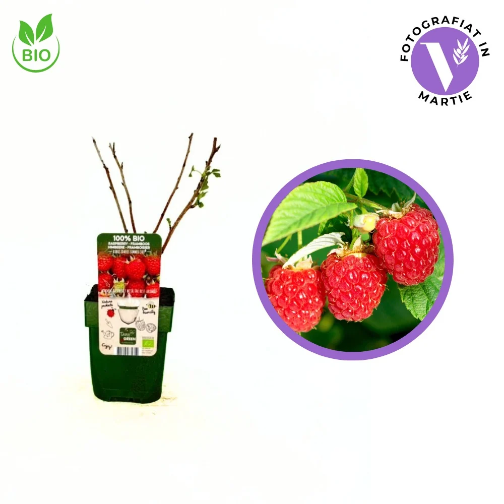 Zmeura Summerchef BIO cu aroma intensa si fructe mari ideale pentru deserturi, 1 pe rod