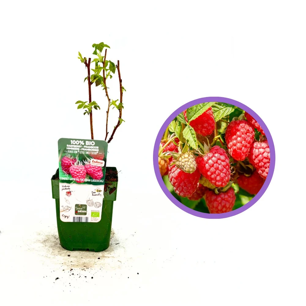 Zmeura Sweet Sister productiva si aromata, ideala pentru gradina de acasa, 1 pe rod
