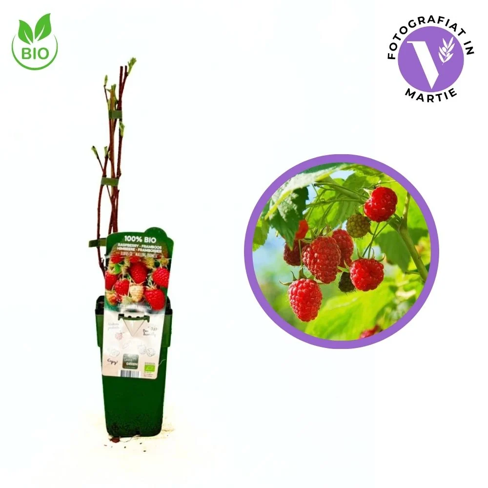 Zmeura timpurie Malling Promise cu productie ridicata si gust aromat, 1 pe rod - produs 100% Bio