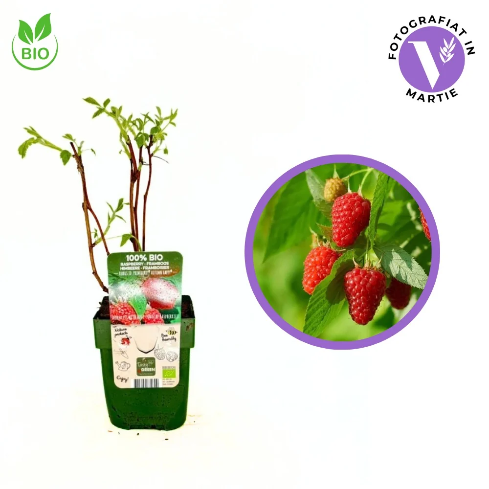Zmeura Tulameen BIO cu fructe mari si gust deosebit, ideala pentru consum proaspat, 1 pe rod