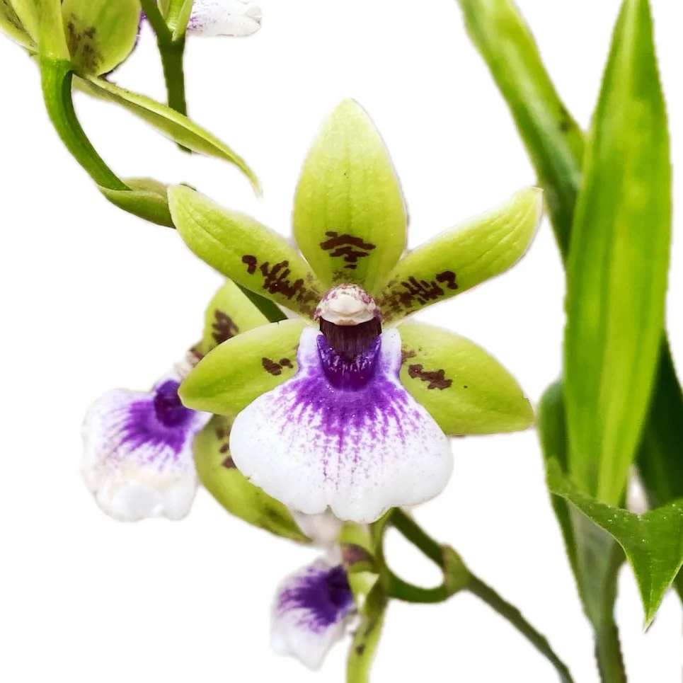 Zygodisanthus Micranthus-Everspring D9 - parfumata