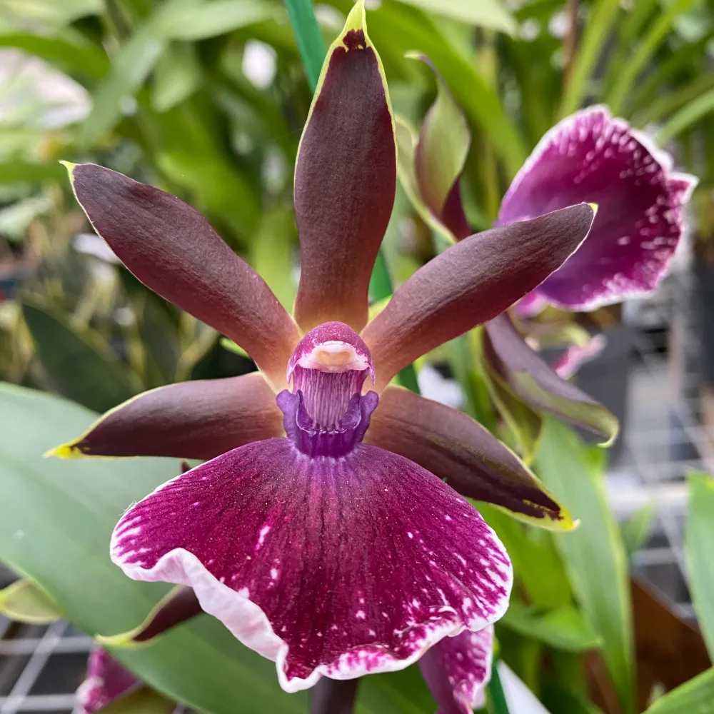 Zygolum Louisendorf 'Rhein Moonlight' - parfumat