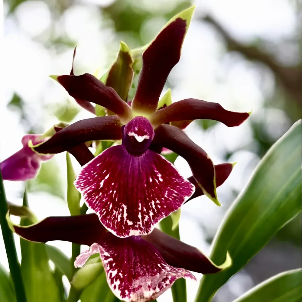 Zygolum Louisendorf 'Rhein Moonlight' - parfumat