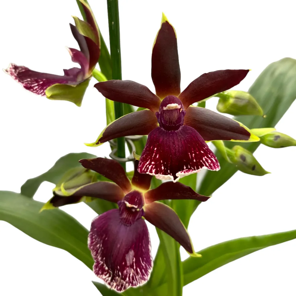 Zygolum Louisendorf 'Rhein Moonlight' - parfumat