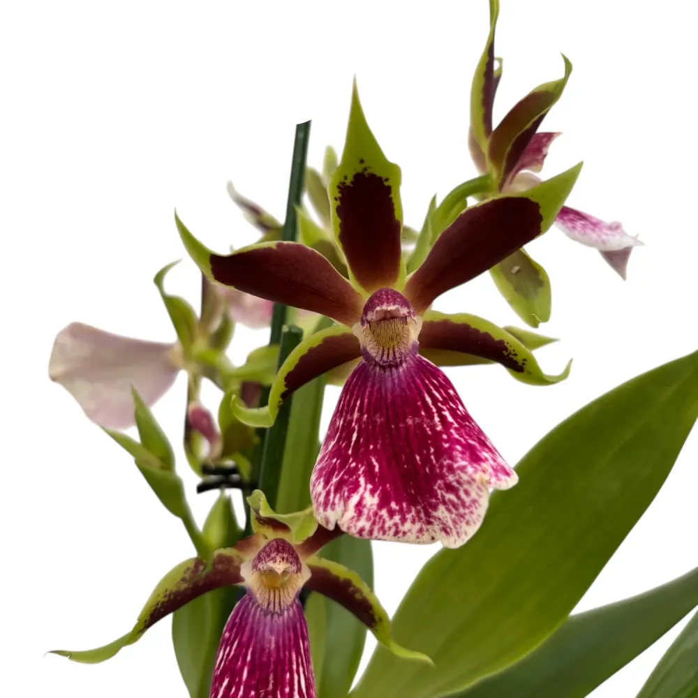 Zygolum Louisendorf 'Rhein Moonlight' (variation) - flori parfumate