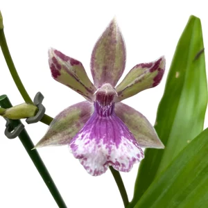Zygonisia Rhein 'Baby Blue' * parfumat