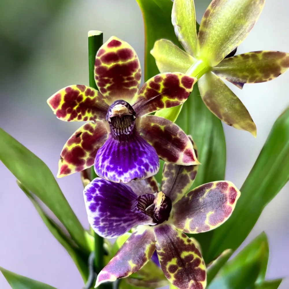 Zygopetalum Advance Australia - flori parfumate