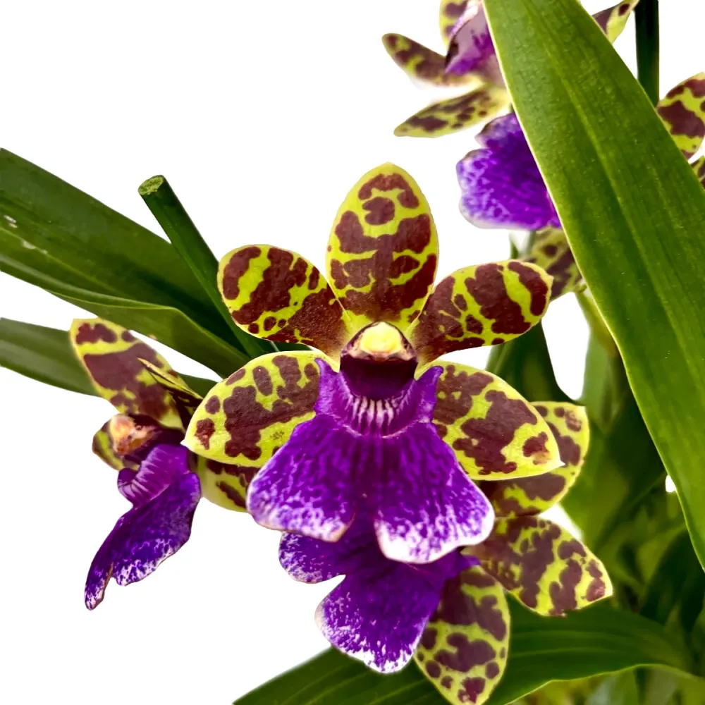 Zygopetalum Aladdin - flori parfumate