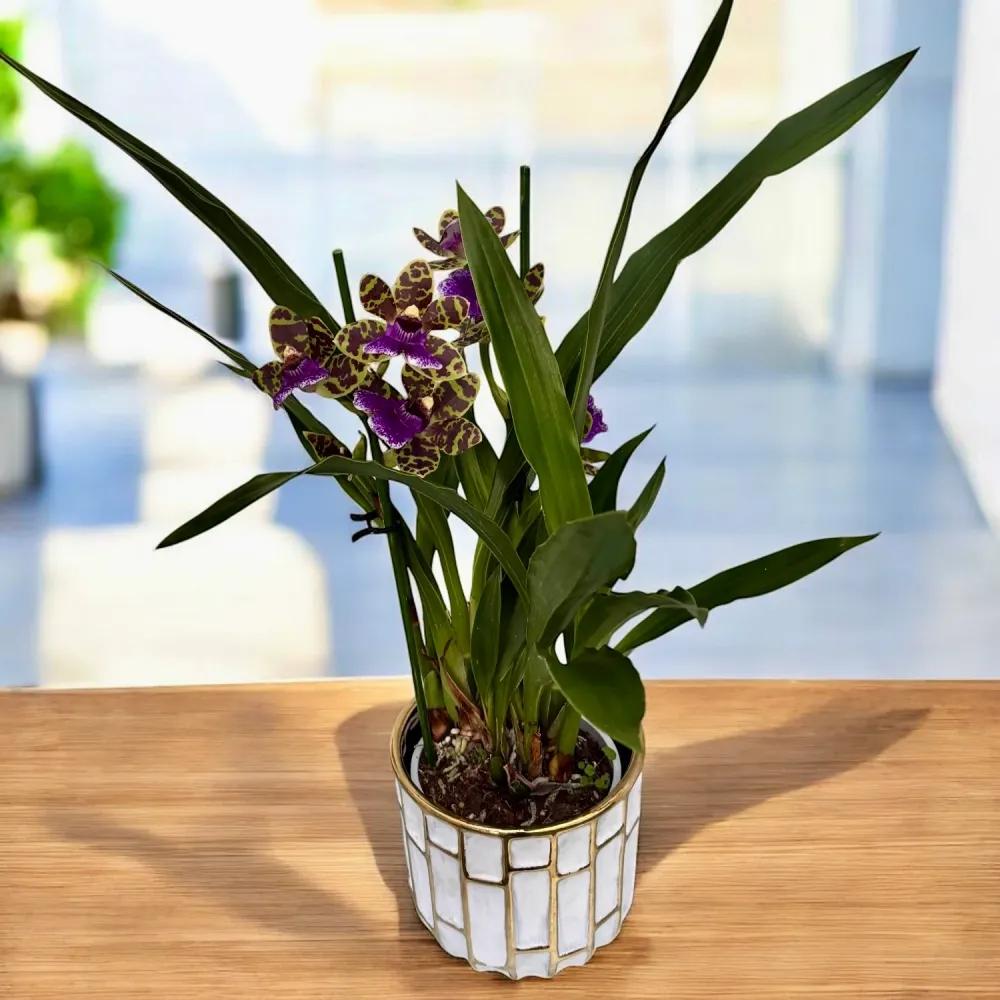 Zygopetalum Aladdin - flori parfumate