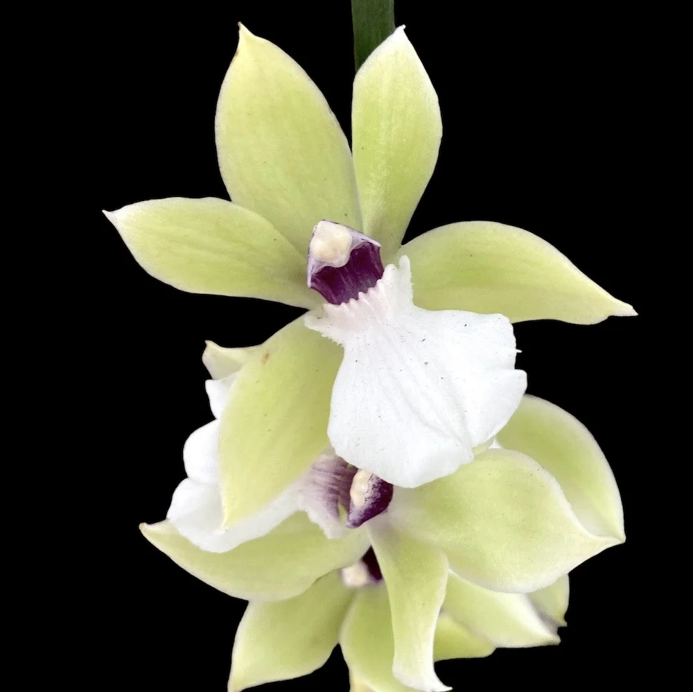 Zygopetalum alba - flori parfumate