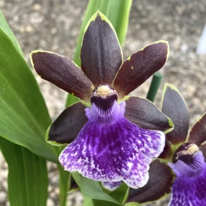 Zygopetalum Arthur Elle "Essendon" * parfumat