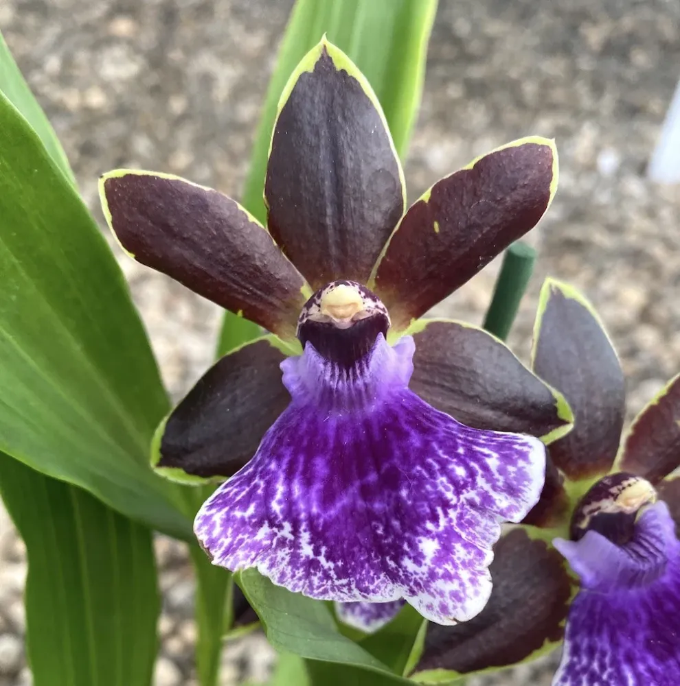 Zygopetalum Arthur Elle "Essendon" * parfumat