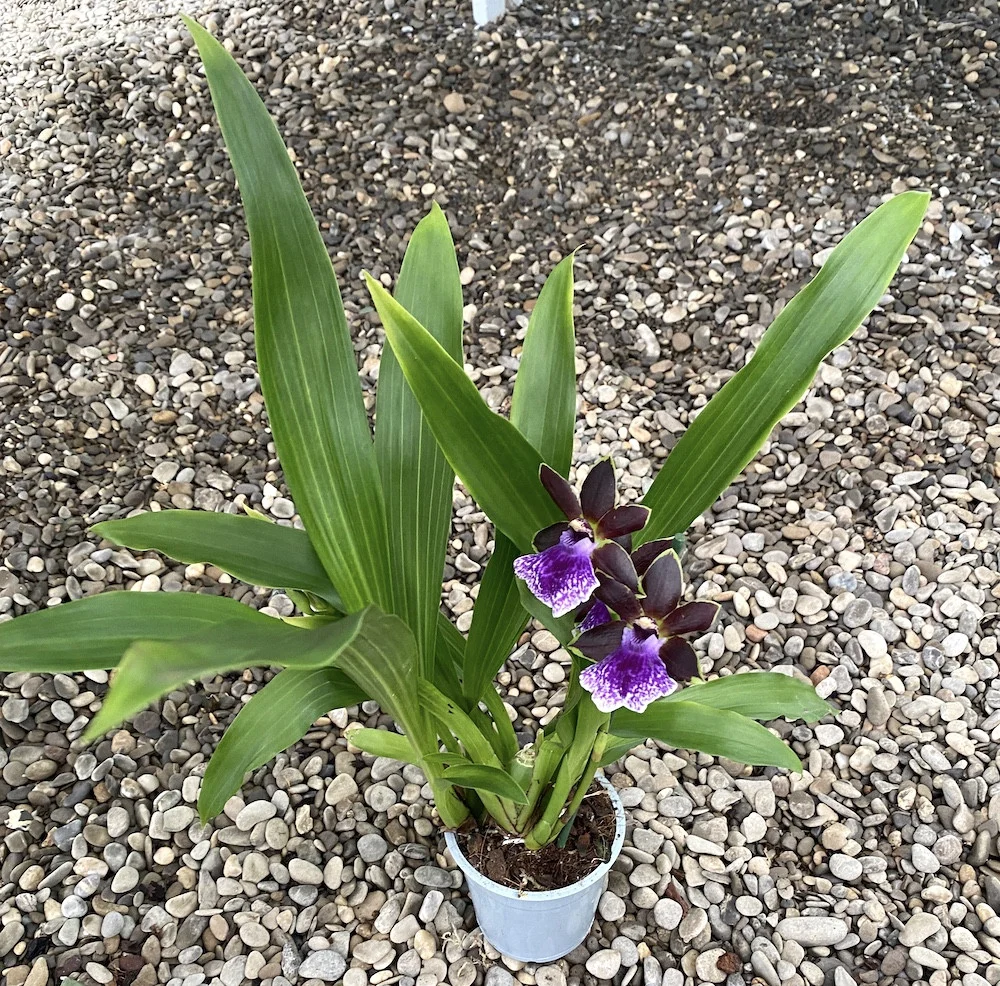 Zygopetalum Arthur Elle "Essendon" * parfumat