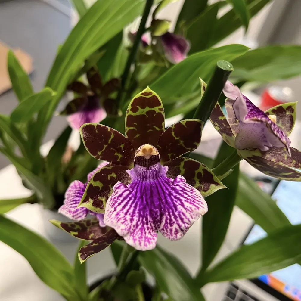 Zygopetalum Bärbel Höhn *parfumat