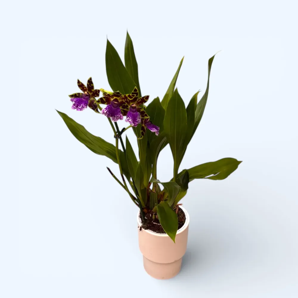 Zygopetalum Bärbel Höhn *parfumat