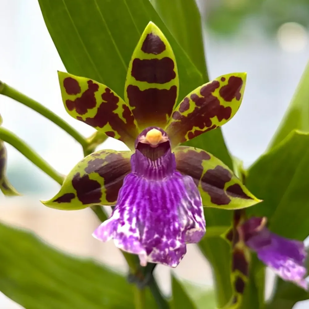 Zygopetalum Bärbel Höhn *parfumat