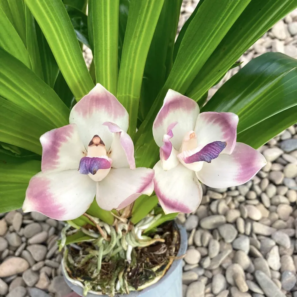 Zygopetalum dayanum ( Pescatoria dayana) - flori parfumate - exemplare mari