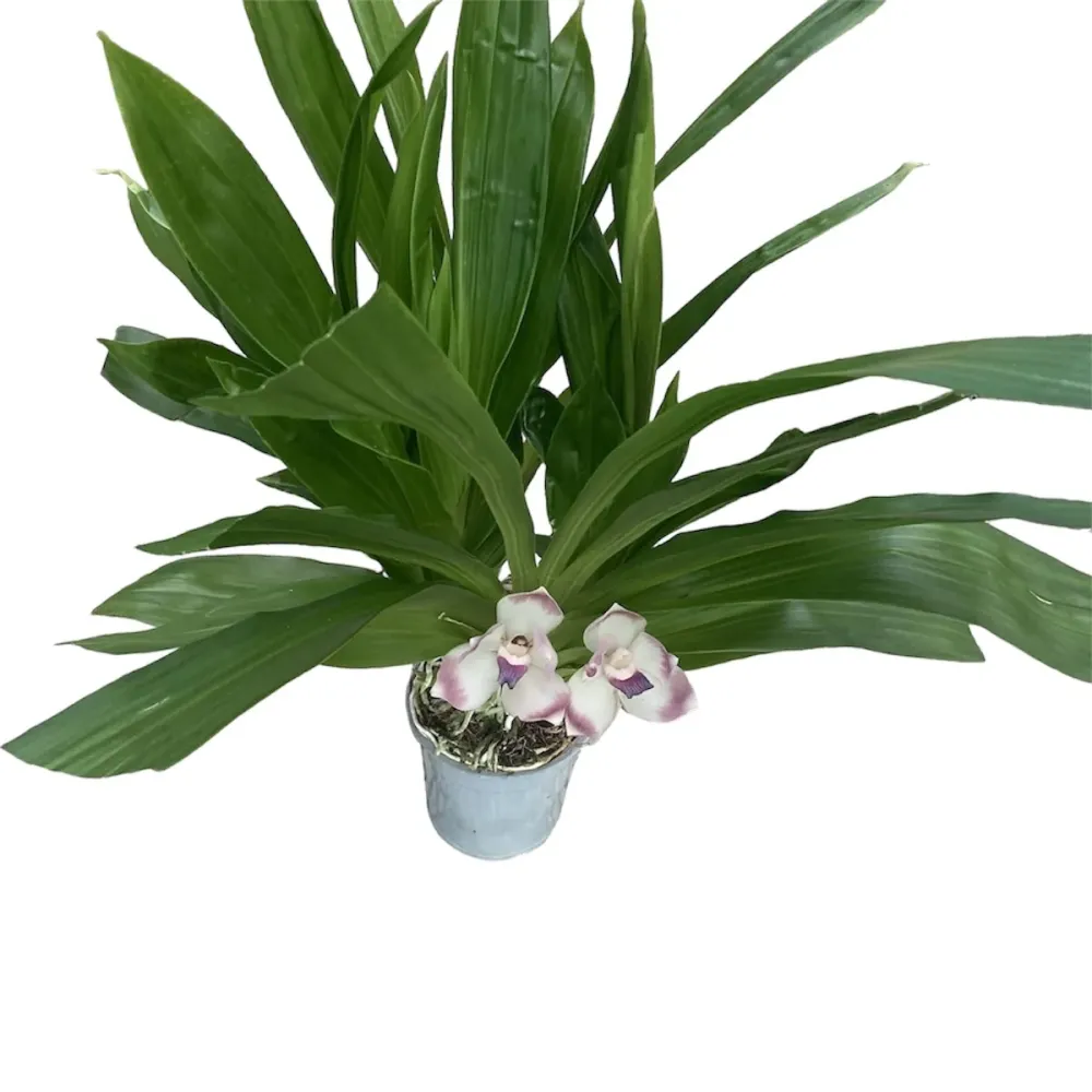 Zygopetalum dayanum ( Pescatoria dayana) - flori parfumate - exemplare mari