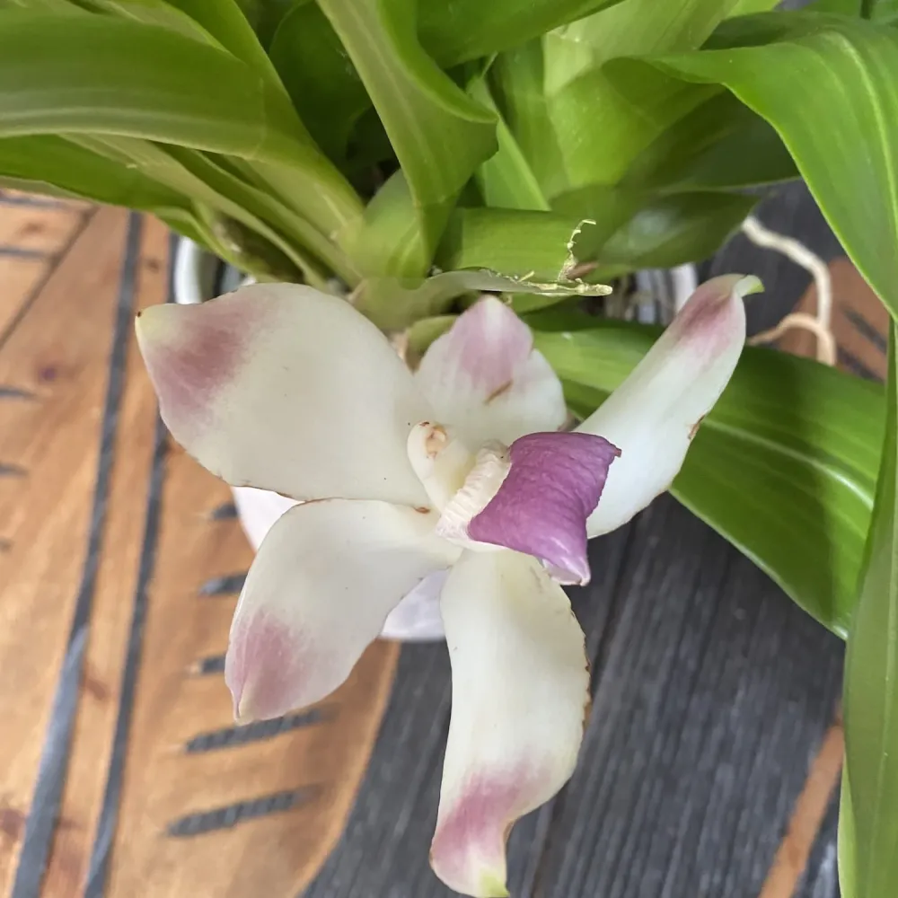 Zygopetalum dayanum ( Pescatoria dayana) - flori parfumate - exemplare mari