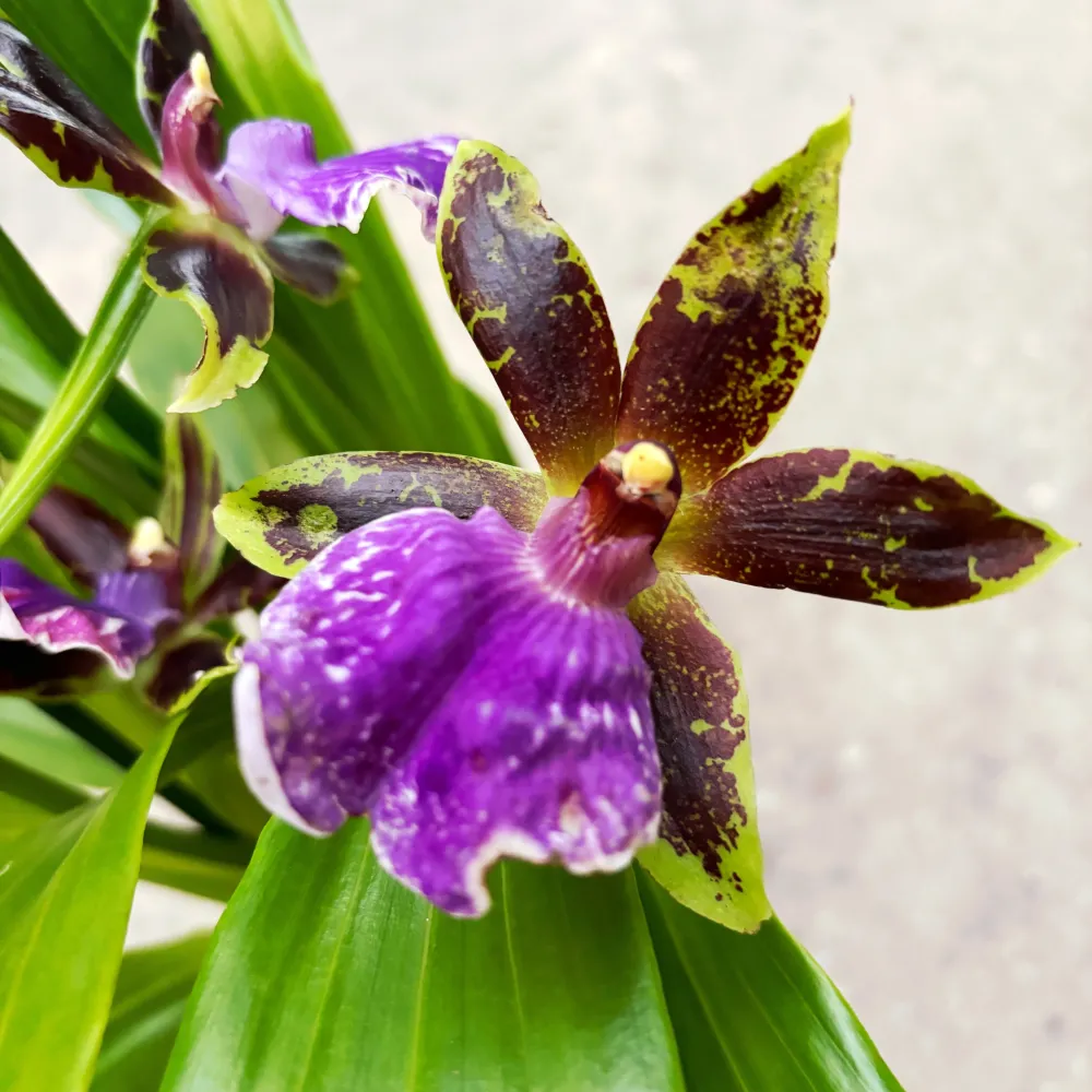 Zygopetalum hibrid #02 * parfumat